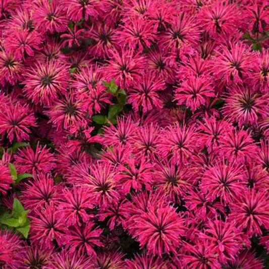 Green River 100 Razzberry Bee Balm Seeds Premium Perennial Flower Seeds for Pollinator Gardens & Cut Flowers Drought-Tolerant Deer Resistant Fragrant Purple Blooms Ideal for Outdoor Gardening Containers & Wildlife Habitats