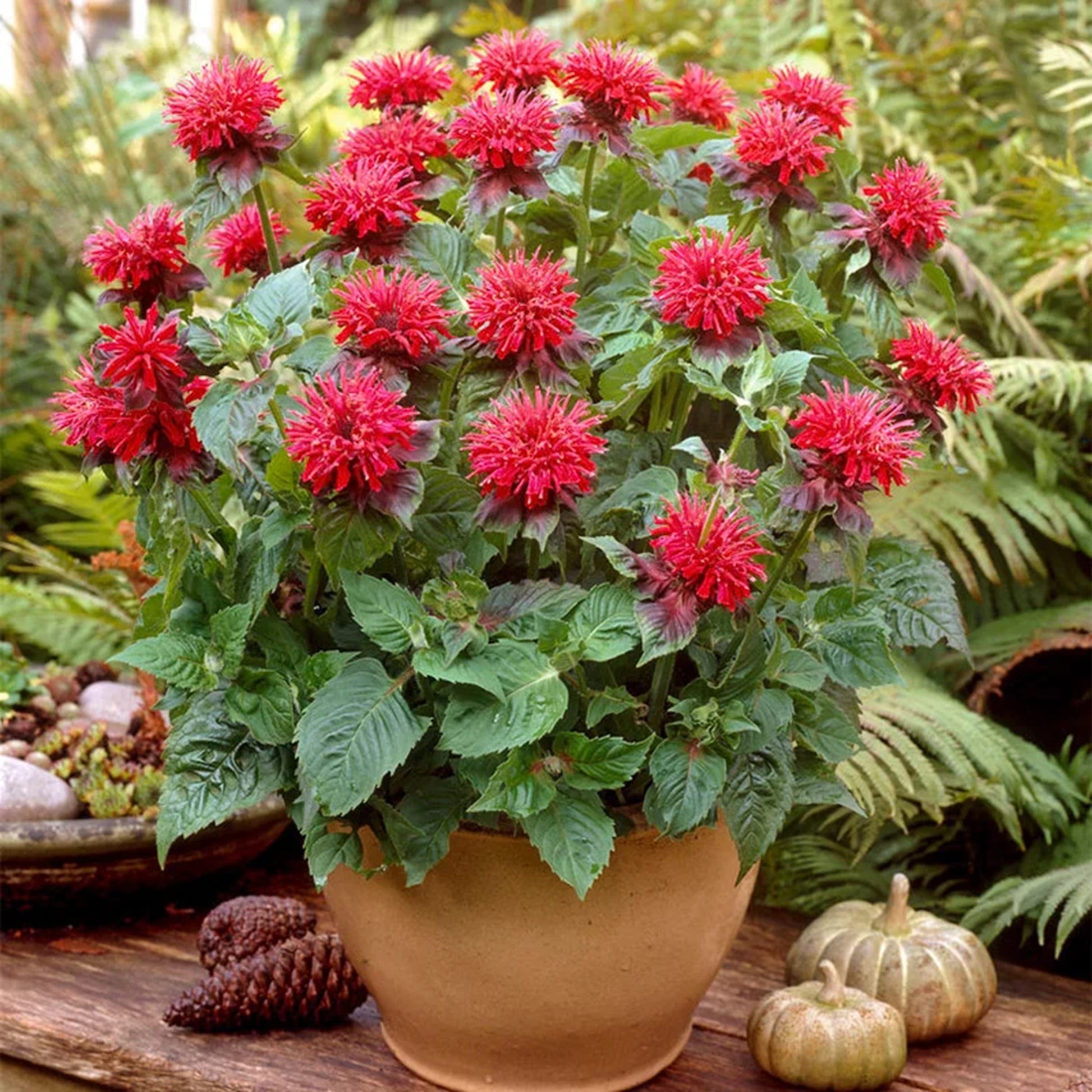 flower seeds bc Green River 100 Fireball Bee Balm Seeds Premium Perennial Flower Seeds – Green River Seeds
