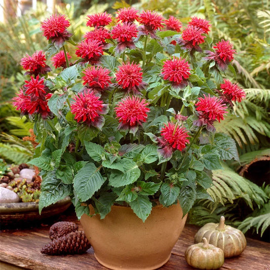 Green River 100 Fireball Bee Balm Seeds Premium Perennial Flower Seeds for Pollinator Gardens & Cut Flowers Drought-Tolerant Deer Resistant Fragrant Purple Blooms Ideal for Outdoor Gardening Containers & Wildlife Habitats