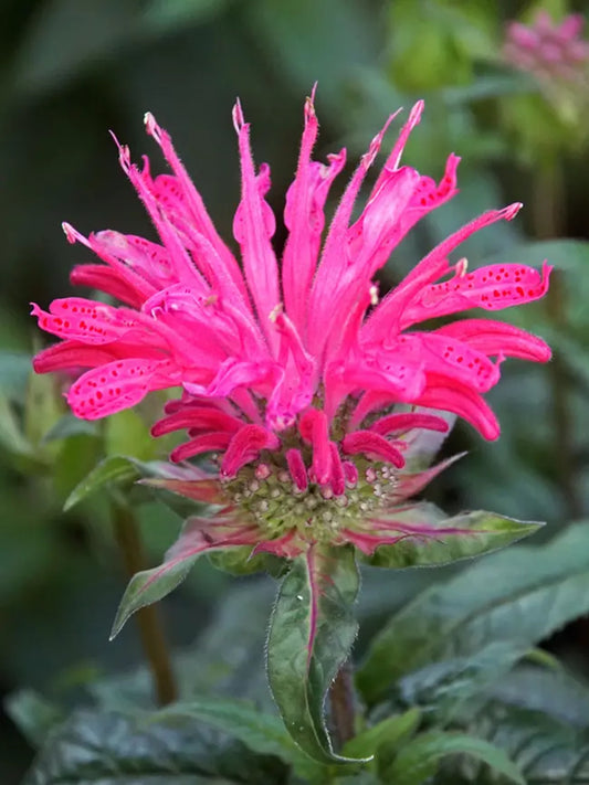 Green River 100 Electric Neon Pink Bee Balm Seeds Premium Perennial Flower Seeds for Pollinator Gardens & Cut Flowers Drought-Tolerant Deer Resistant Fragrant Purple Blooms Ideal for Outdoor Gardening Containers & Wildlife Habitats