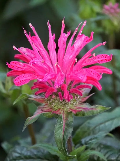 Green River 100 Electric Neon Pink Bee Balm Seeds Premium Perennial Flower Seeds for Pollinator Gardens & Cut Flowers Drought-Tolerant Deer Resistant Fragrant Purple Blooms Ideal for Outdoor Gardening Containers & Wildlife Habitats