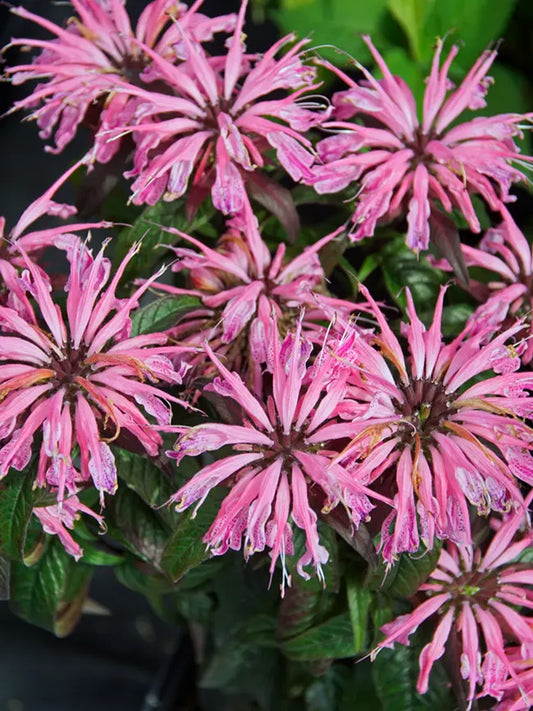 Green River 100 Electric Coral Bee Balm Seeds Premium Perennial Flower Seeds for Pollinator Gardens & Cut Flowers Drought-Tolerant Deer Resistant Fragrant Purple Blooms Ideal for Outdoor Gardening Containers & Wildlife Habitats