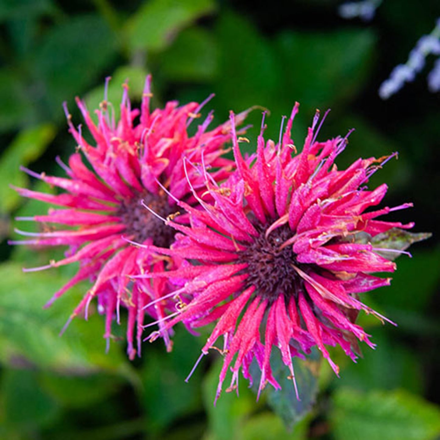 Green River 100 Balmy Purple Dwarf Bee Balm Seeds Premium Perennial Flower Seeds for Pollinator Gardens & Cut Flowers Drought-Tolerant Deer Resistant Fragrant Purple Blooms Ideal for Outdoor Gardening Containers & Wildlife Habitats