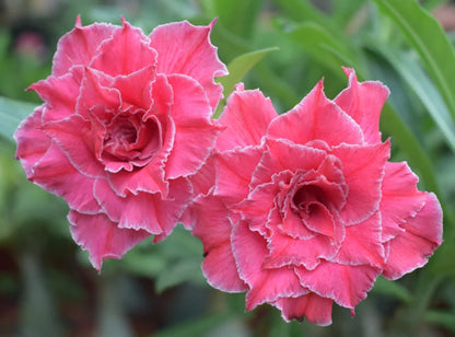 Green River 4 Double Bubble Gum White Desert Rose Seeds - Premium Exotic Succulent Flower Seeds for Indoor Pots Bonsai & Tropical Decor Drought-Tolerant, Easy to Grow Unique Trunk, Premium Seed Pack for Collectors