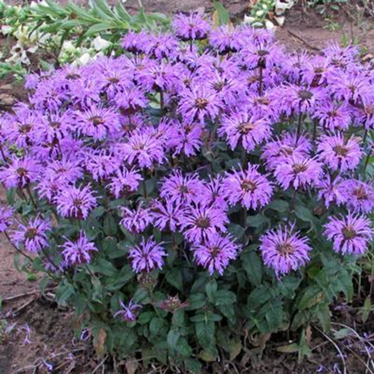 Green River 100 Blue Moon Bee Balm Seeds Premium Perennial Flower Seeds for Pollinator Gardens & Cut Flowers Drought-Tolerant Deer Resistant Fragrant Purple Blooms Ideal for Outdoor Gardening Containers & Wildlife Habitats