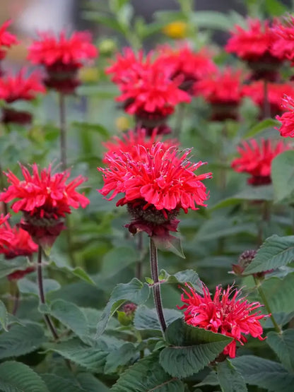 Green River 100 Bee Happy Bee Balm Seeds Premium Perennial Flower Seeds for Pollinator Gardens & Cut Flowers Drought-Tolerant Deer Resistant Fragrant Purple Blooms Ideal for Outdoor Gardening Containers & Wildlife Habitats