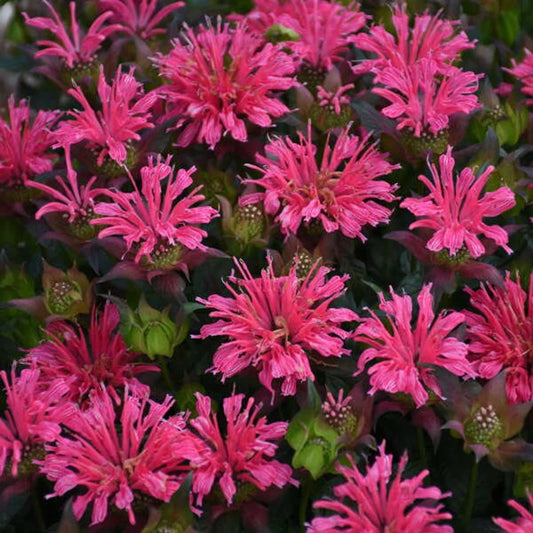 Green River 100 Pardon My Rose Bee Balm Seeds Premium Perennial Flower Seeds for Pollinator Gardens & Cut Flowers Drought-Tolerant Deer Resistant Fragrant Purple Blooms Ideal for Outdoor Gardening Containers & Wildlife Habitats