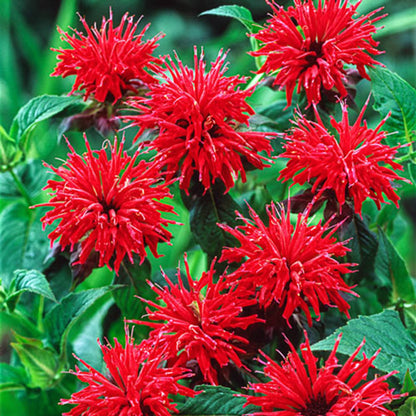 plants with red seeds Green River 100 Bright Red Bee Balm Seeds Premium Perennial Flower See – Green River Seeds