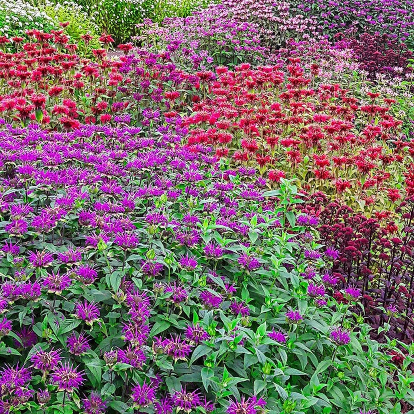 Green River 100 Candy Shop Bee Balm Seeds Premium Perennial Flower Seeds for Pollinator Gardens & Cut Flowers Drought-Tolerant Deer Resistant Fragrant Purple Blooms Ideal for Outdoor Gardening Containers & Wildlife Habitats