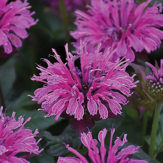Green River 100 Deep Lilac Bee Balm Seeds Premium Perennial Flower Seeds for Pollinator Gardens & Cut Flowers Drought-Tolerant Deer Resistant Fragrant Purple Blooms Ideal for Outdoor Gardening Containers & Wildlife Habitats