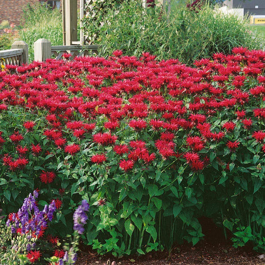 Green River 100 Scarlet Bee Balm Seeds Premium Perennial Flower Seeds for Pollinator Gardens & Cut Flowers Drought-Tolerant Deer Resistant Fragrant Purple Blooms Ideal for Outdoor Gardening Containers & Wildlife Habitats
