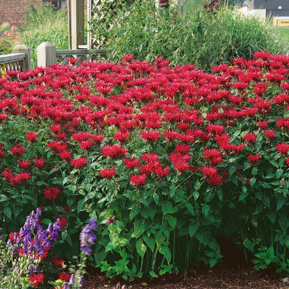 Green River 100 Scarlet Bee Balm Seeds Premium Perennial Flower Seeds for Pollinator Gardens & Cut Flowers Drought-Tolerant Deer Resistant Fragrant Purple Blooms Ideal for Outdoor Gardening Containers & Wildlife Habitats