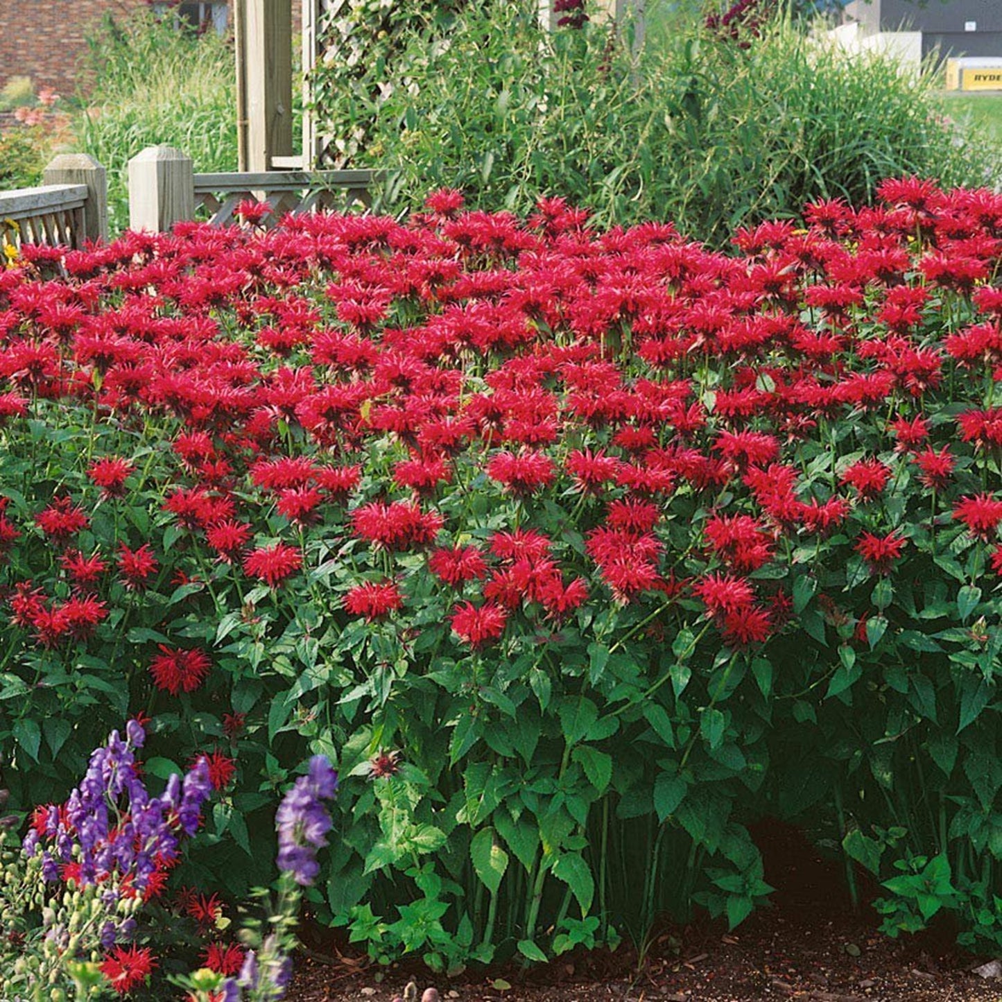 Green River 100 Scarlet Bee Balm Seeds Premium Perennial Flower Seeds for Pollinator Gardens & Cut Flowers Drought-Tolerant Deer Resistant Fragrant Purple Blooms Ideal for Outdoor Gardening Containers & Wildlife Habitats