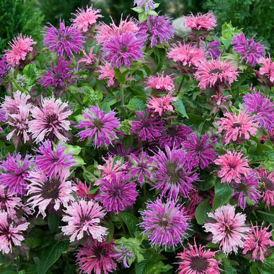 Green River 100 Mixed Bee Balm Seeds Premium Perennial Flower Seeds for Pollinator Gardens & Cut Flowers Drought-Tolerant Deer Resistant Fragrant Purple Blooms Ideal for Outdoor Gardening Containers & Wildlife Habitats
