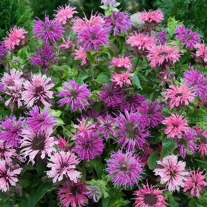 Green River 100 Mixed Bee Balm Seeds Premium Perennial Flower Seeds for Pollinator Gardens & Cut Flowers Drought-Tolerant Deer Resistant Fragrant Purple Blooms Ideal for Outdoor Gardening Containers & Wildlife Habitats