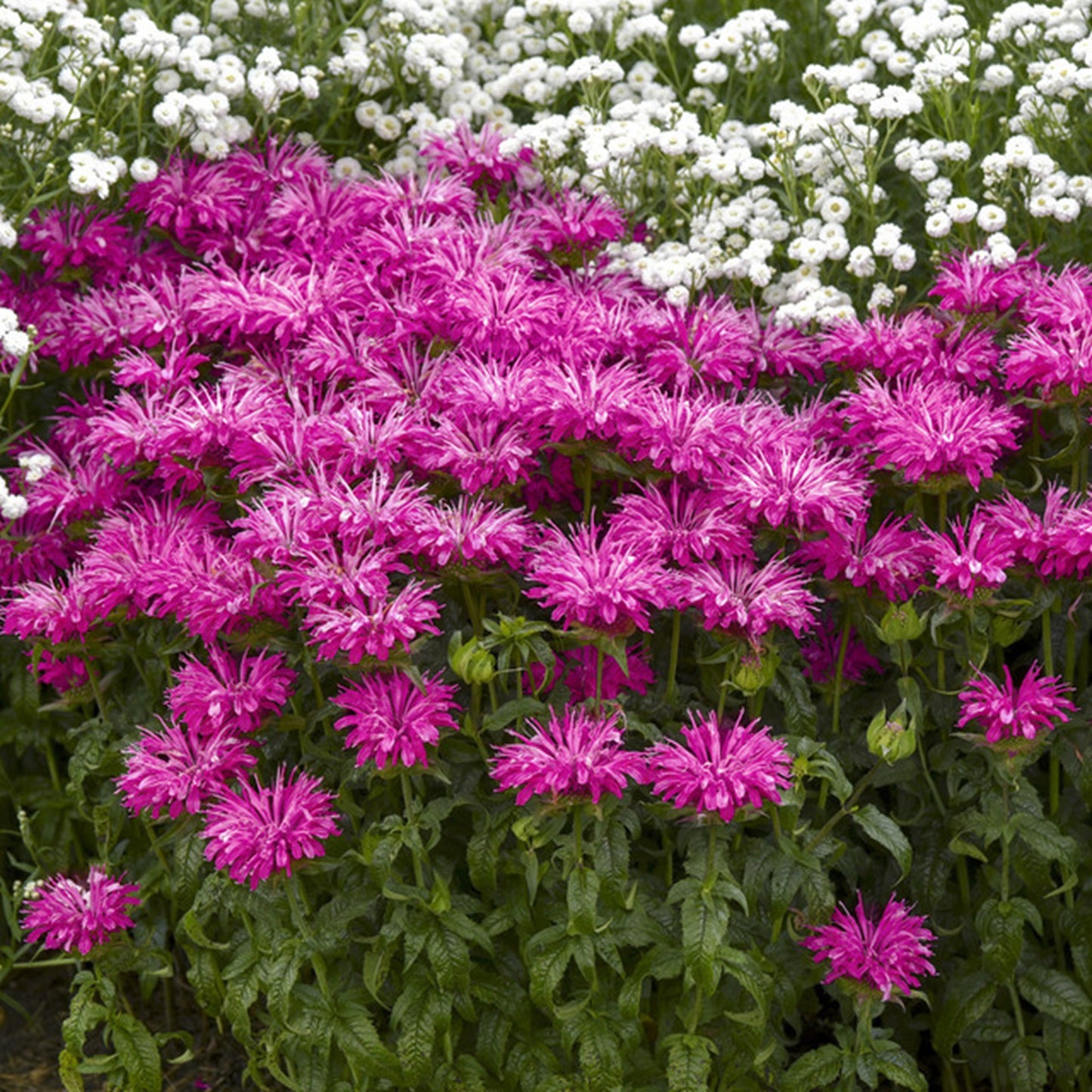 Green River 100  Plum Bee Balm Seeds Premium Perennial Flower Seeds for Pollinator Gardens & Cut Flowers Drought-Tolerant Deer Resistant Fragrant Purple Blooms Ideal for Outdoor Gardening Containers & Wildlife Habitats