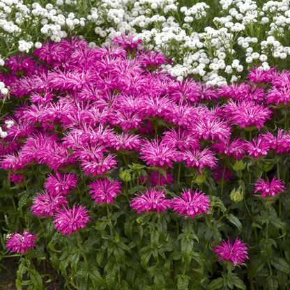 Green River 100  Plum Bee Balm Seeds Premium Perennial Flower Seeds for Pollinator Gardens & Cut Flowers Drought-Tolerant Deer Resistant Fragrant Purple Blooms Ideal for Outdoor Gardening Containers & Wildlife Habitats