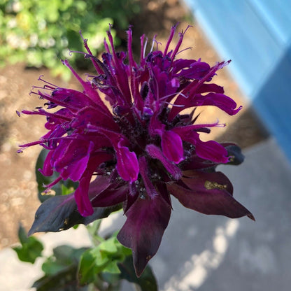 Green River 100 Panorama Bee Balm Seeds Premium Perennial Flower Seeds for Pollinator Gardens & Cut Flowers Drought-Tolerant Deer Resistant Fragrant Purple Blooms Ideal for Outdoor Gardening Containers & Wildlife Habitats