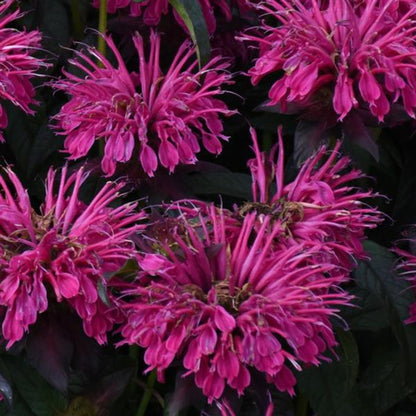 Green River 100 Berry Taffy Bee Balm Seeds Premium Perennial Flower Seeds for Pollinator Gardens & Cut Flowers Drought-Tolerant Deer Resistant Fragrant Purple Blooms Ideal for Outdoor Gardening Containers & Wildlife Habitats