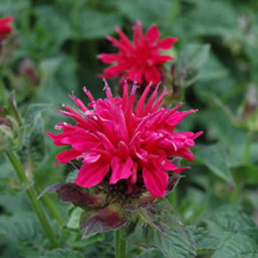 Green River 100 Shocking Pink Bee Balm Seeds Premium Perennial Flower Seeds for Pollinator Gardens & Cut Flowers Drought-Tolerant Deer Resistant Fragrant Purple Blooms Ideal for Outdoor Gardening Containers & Wildlife Habitats