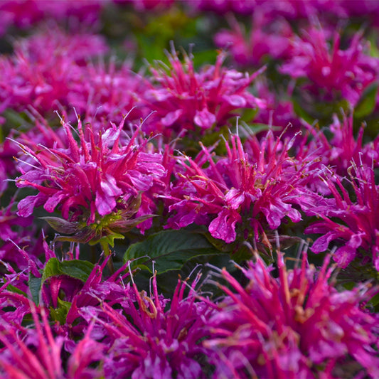 Green River 100 Shocking purple Bee Balm Seeds Premium Perennial Flower Seeds for Pollinator Gardens & Cut Flowers Drought-Tolerant Deer Resistant Fragrant Purple Blooms Ideal for Outdoor Gardening Containers & Wildlife Habitats