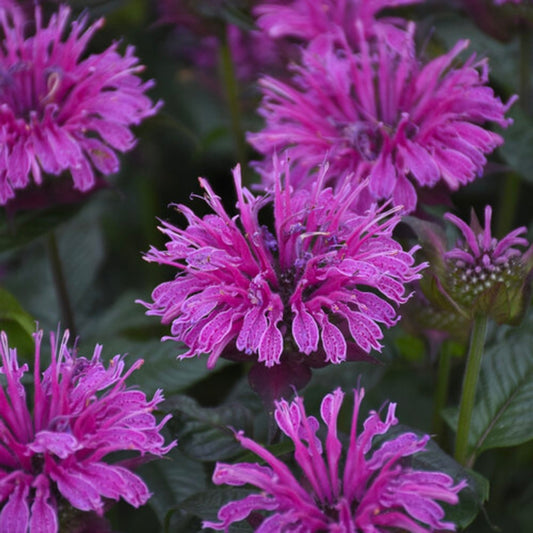 Green River 100 Indigo Bee Balm Seeds Premium Perennial Flower Seeds for Pollinator Gardens & Cut Flowers Drought-Tolerant Deer Resistant Fragrant Purple Blooms Ideal for Outdoor Gardening Containers & Wildlife Habitats