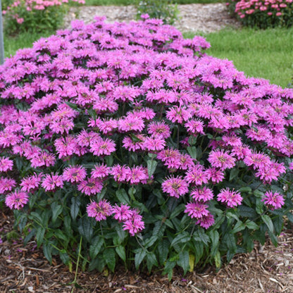 Green River 100 Lavender Taffeta Bee Balm Seeds Premium Perennial Flower Seeds for Pollinator Gardens & Cut Flowers Drought-Tolerant Deer Resistant Fragrant Purple Blooms Ideal for Outdoor Gardening Containers & Wildlife Habitats