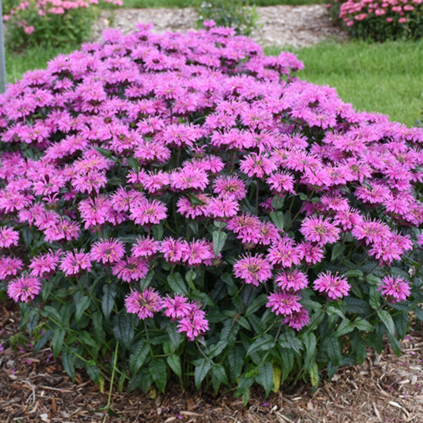 Green River 100 Lavender Taffeta Bee Balm Seeds Premium Perennial Flower Seeds for Pollinator Gardens & Cut Flowers Drought-Tolerant Deer Resistant Fragrant Purple Blooms Ideal for Outdoor Gardening Containers & Wildlife Habitats