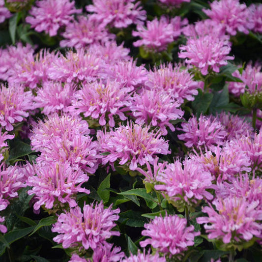 Green River 100 Light Purple Bee Balm Seeds Premium Perennial Flower Seeds for Pollinator Gardens & Cut Flowers Drought-Tolerant Deer Resistant Fragrant Purple Blooms Ideal for Outdoor Gardening Containers & Wildlife Habitats