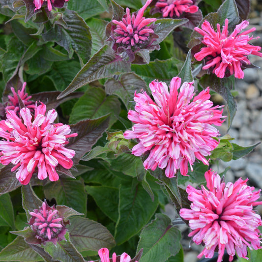 Green River 100 Light Pink Bee Balm Seeds Premium Perennial Flower Seeds for Pollinator Gardens & Cut Flowers Drought-Tolerant Deer Resistant Fragrant Purple Blooms Ideal for Outdoor Gardening Containers & Wildlife Habitats