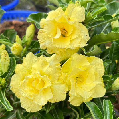 Green River 4 Golden Yellow Desert Rose Seeds - Premium Exotic Succulent Flower Seeds for Indoor Pots Bonsai & Tropical Decor Drought-Tolerant, Easy to Grow Unique Trunk, Premium Seed Pack for Collectors
