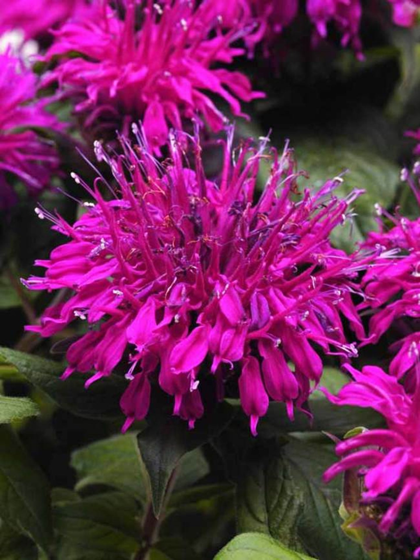 Green River 100 Magenta Bee Balm Seeds Premium Perennial Flower Seeds for Pollinator Gardens & Cut Flowers Drought-Tolerant Deer Resistant Fragrant Purple Blooms Ideal for Outdoor Gardening Containers & Wildlife Habitats