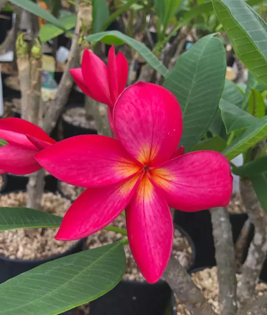 Green River 5 Bright Pink Plumeria Seeds - Flower Seed Pack, Premium Tropical Blooms, Fragrant Perennial Plants for Garden Charm, Ideal for Leis and Containers