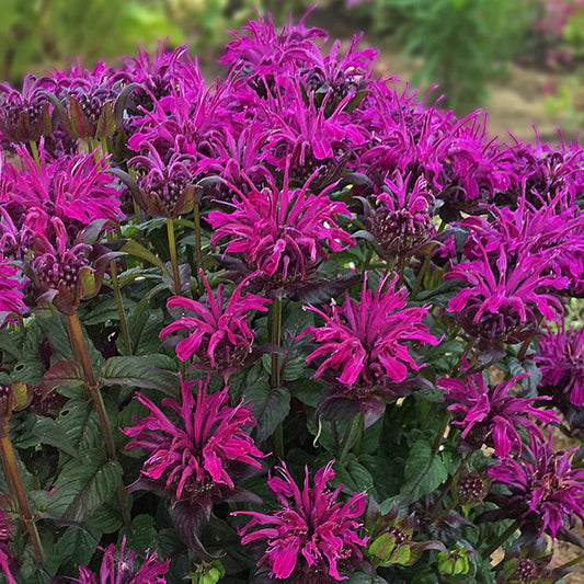 Green River 100 Wildberry Bee Balm Seeds Premium Perennial Flower Seeds for Pollinator Gardens & Cut Flowers Drought-Tolerant Deer Resistant Fragrant Purple Blooms Ideal for Outdoor Gardening Containers & Wildlife Habitats
