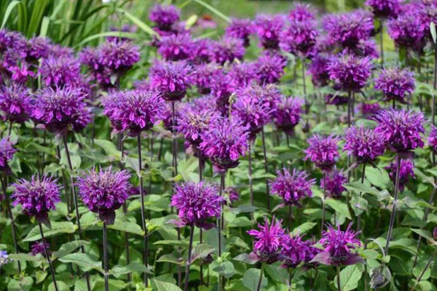 Green River 100  Periwinkle Bee Balm Seeds Premium Perennial Flower Seeds for Pollinator Gardens & Cut Flowers Drought-Tolerant Deer Resistant Fragrant Purple Blooms Ideal for Outdoor Gardening Containers & Wildlife Habitats