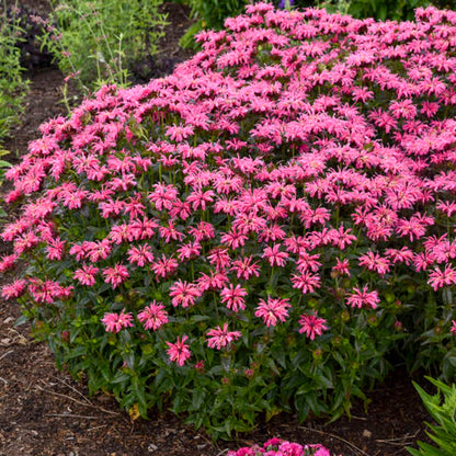 Green River 100  Pink Chenille Bee Balm Seeds Premium Perennial Flower Seeds for Pollinator Gardens & Cut Flowers Drought-Tolerant Deer Resistant Fragrant Purple Blooms Ideal for Outdoor Gardening Containers & Wildlife Habitats