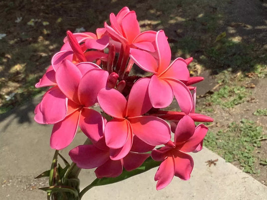 Green River 5 Fushia Plumeria Seeds - Flower Seed Pack, Premium Tropical Blooms, Fragrant Perennial Plants for Garden Charm, Ideal for Leis and Containers