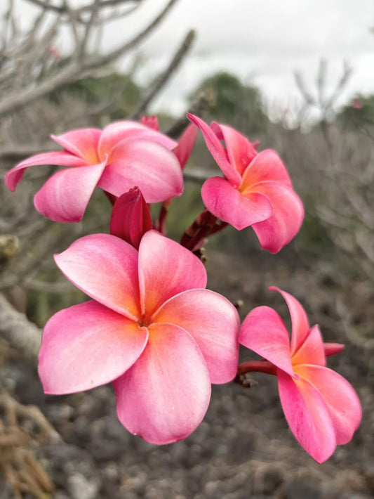 Green River 5 Flamingo Pink Plumeria Seeds - Flower Seed Pack, Premium Tropical Blooms, Fragrant Perennial Plants for Garden Charm, Ideal for Leis and Containers