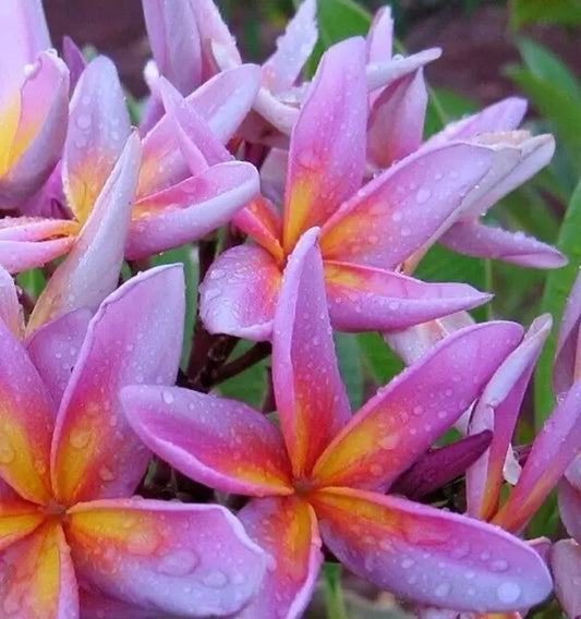 Green River 5 Pink Orange Purple Plumeria Seeds - Flower Seed Pack, Premium Tropical Blooms, Fragrant Perennial Plants for Garden Charm, Ideal for Leis and Containers