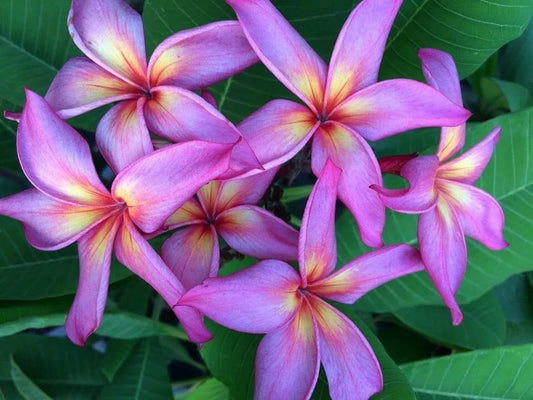 Green River 5 Violet Yellow Plumeria Seeds - Flower Seed Pack, Premium Tropical Blooms, Fragrant Perennial Plants for Garden Charm, Ideal for Leis and Containers
