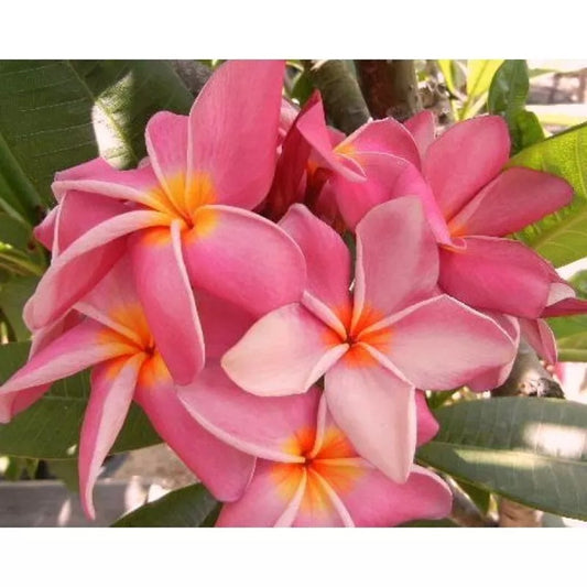 Green River 5 Blush Coral Plumeria Seeds - Flower Seed Pack, Premium Tropical Blooms, Fragrant Perennial Plants for Garden Charm, Ideal for Leis and Containers