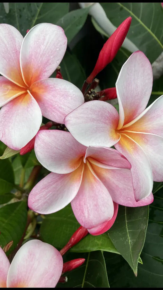 Green River 5 Pink Red Yellow Plumeria Seeds - Flower Seed Pack, Premium Tropical Blooms, Fragrant Perennial Plants for Garden Charm, Ideal for Leis and Containers