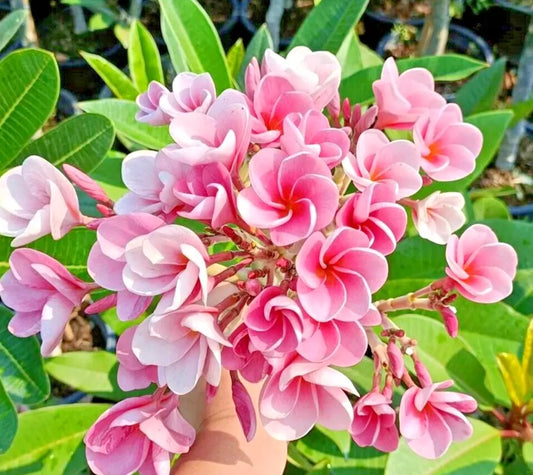 Green River 5 Pink Bella Plumeria Seeds - Flower Seed Pack, Premium Tropical Blooms, Fragrant Perennial Plants for Garden Charm, Ideal for Leis and Containers