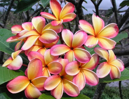 Green River 5 Pink Yellow Plumeria Seeds - Flower Seed Pack, Premium Tropical Blooms, Fragrant Perennial Plants for Garden Charm, Ideal for Leis and Containers