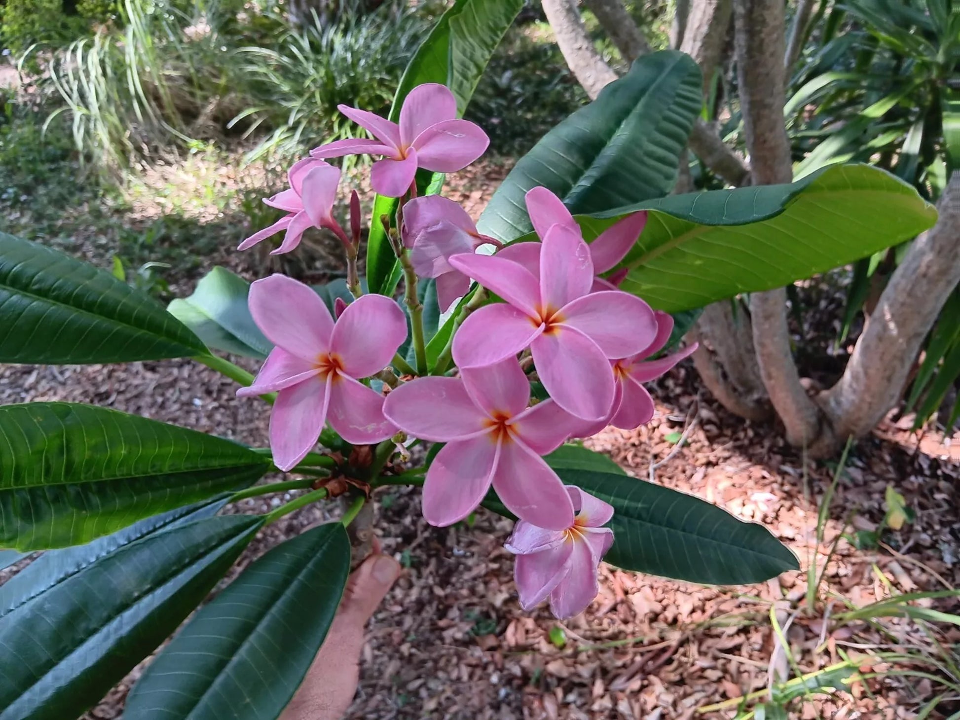 violet flower seed Green River 5 Violet Plumeria Seeds