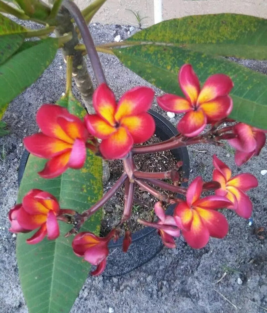 Green River 5 Magenta Orange Plumeria Seeds - Flower Seed Pack, Premium Tropical Blooms, Fragrant Perennial Plants for Garden Charm, Ideal for Leis and Containers