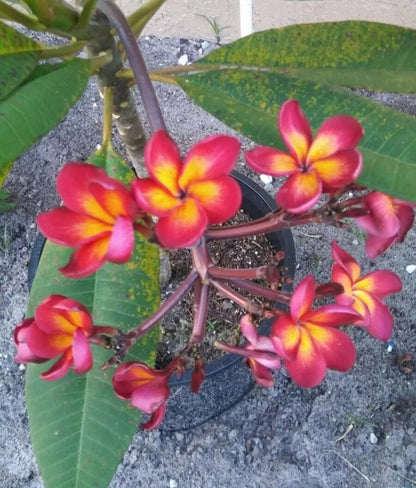 Green River 5 Magenta Orange Plumeria Seeds - Flower Seed Pack, Premium Tropical Blooms, Fragrant Perennial Plants for Garden Charm, Ideal for Leis and Containers