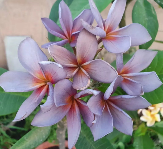 Green River 5 Pink Red Plumeria Seeds - Flower Seed Pack, Premium Tropical Blooms, Fragrant Perennial Plants for Garden Charm, Ideal for Leis and Containers