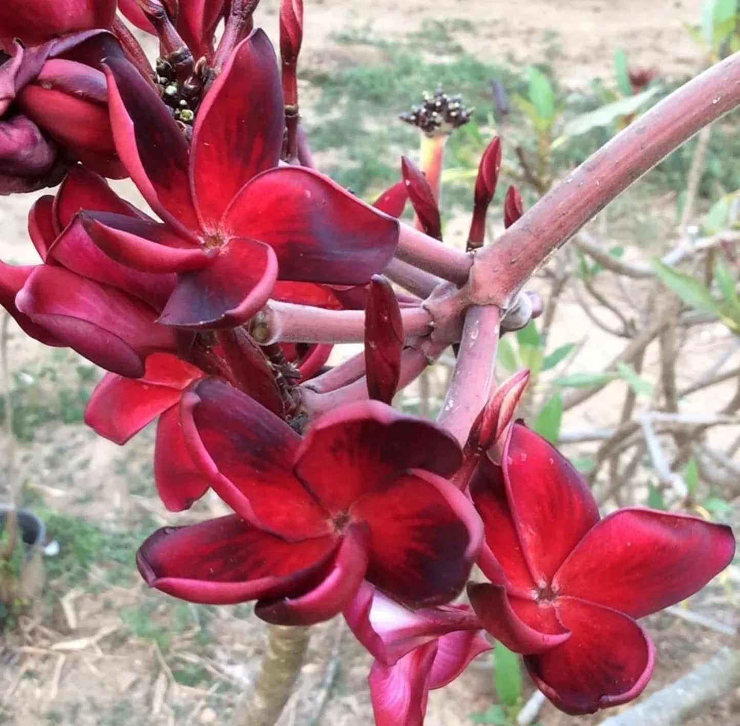 10 Red Plumeria Seeds Plants Flower Flowers Perennial Seed Tree 695