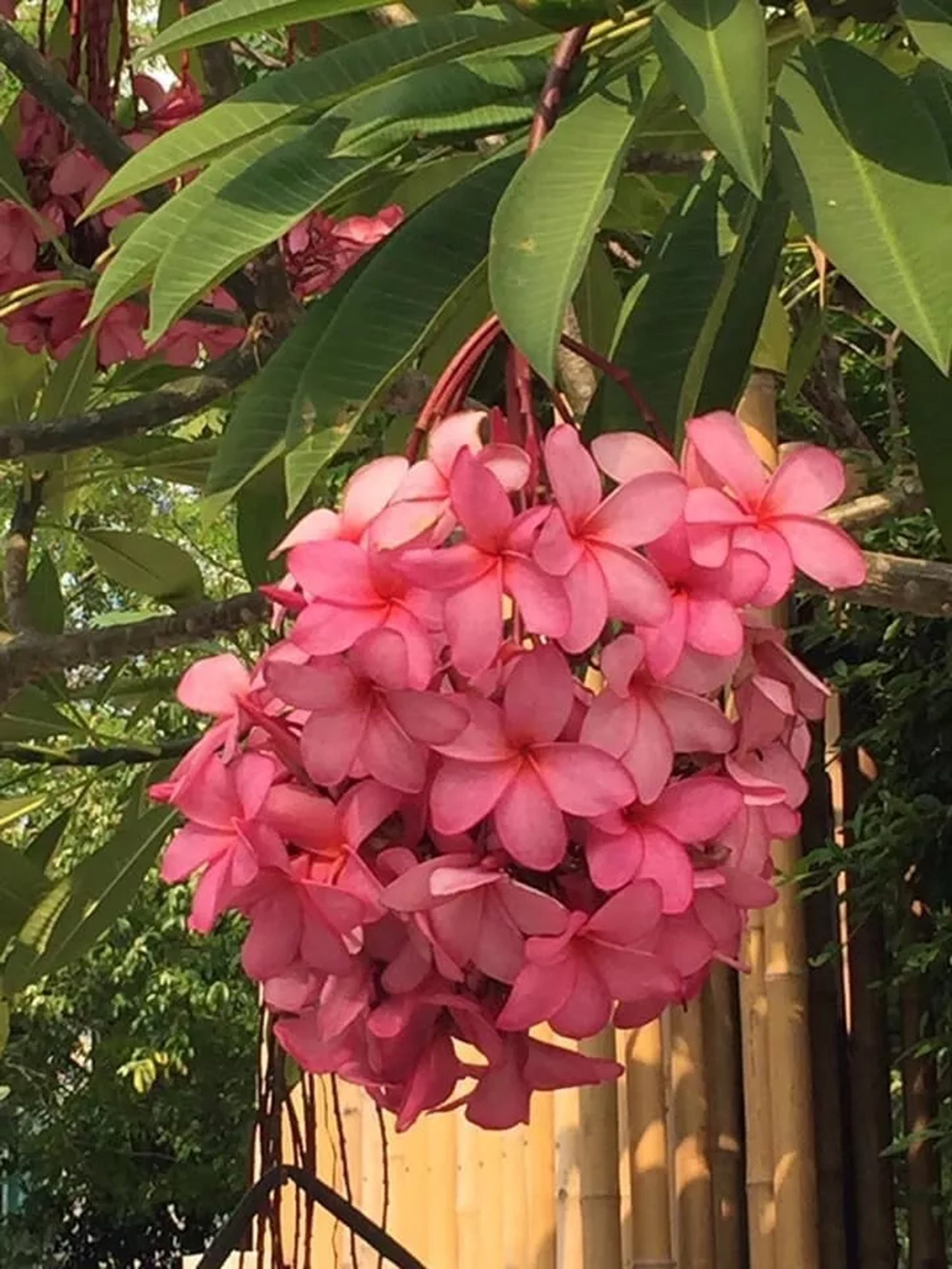 Green River 5 Strawberry Pink Plumeria Seeds - Flower Seed Pack, Premium Tropical Blooms, Fragrant Perennial Plants for Garden Charm, Ideal for Leis and Containers
